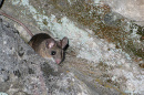 Desert mouse