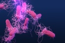 The Threat of Antibiotic Resistance