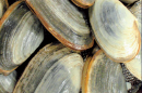 Close-up of clams