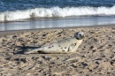 Harp seal