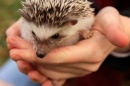 Hedgehog