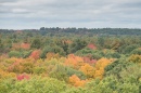 Autumn forest canopy.