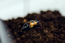 Beetle