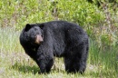 Black bear standing at the edge of a forest