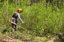 Researchers manually cut blackthorn