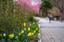 campus foliage in spring