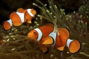 Two clownfish