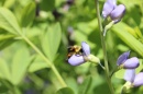 Bee on flower