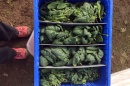 Four varieties of spinach