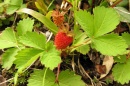 Cultivated strawberry