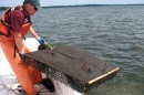 Oyster farming