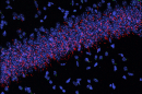 Neuronal primary cilia in the hippocampus
