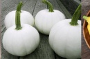 Pumpkin, squash, and melon