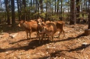 Cows surrounded by trees