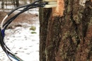 Doctoral student David Moore has been monitoring sap flow in several species of native, deciduous hardwoods during winter dormancy.