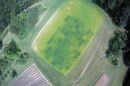 UNH Researchers Find Forage Radish is the Cream of Cover Crops