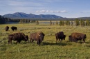Bison in field near river and mountains