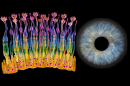 An image showing the retinal photoreceptors (left) and an image of the retina (right)