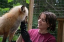 Kelsey Herold works with a fox.