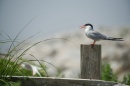 The Cod and the Tern