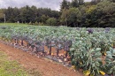Brussels sprout plants at UNH's Woodman Horticultural Research Farm.