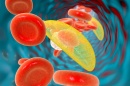 An illustration of toxoplasma gondii entering the blood stream.