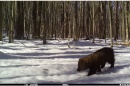 A young fisher walks across a snowy opening in the forest. 