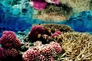 Colorful underwater coral reef. 