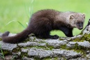 Adult fisher 