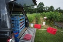 Local produce harvest