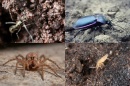 A collage showing different beneficial arthropods to soil, including an ant in the ground, a ground beetle walking across soil, a springtail in the ground and a wolf spider looking into the camera.
