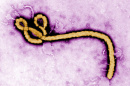 Ebola Virus A Hot Topic For UNH Nursing Students