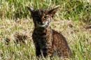 Bobcat