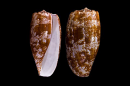 Cone Snail shells