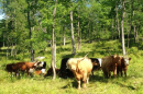 Cows in pasture