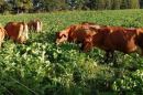 Cows grazing in brassica. Credit: Andre Brito