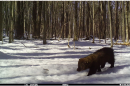 a fisher on a trail cam