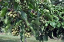 Kiwiberry