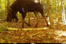 Moose on trail cam