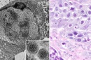 Chimney swift virus