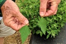 Quinoa