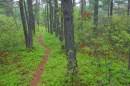 Ossipee Pine Barrens 