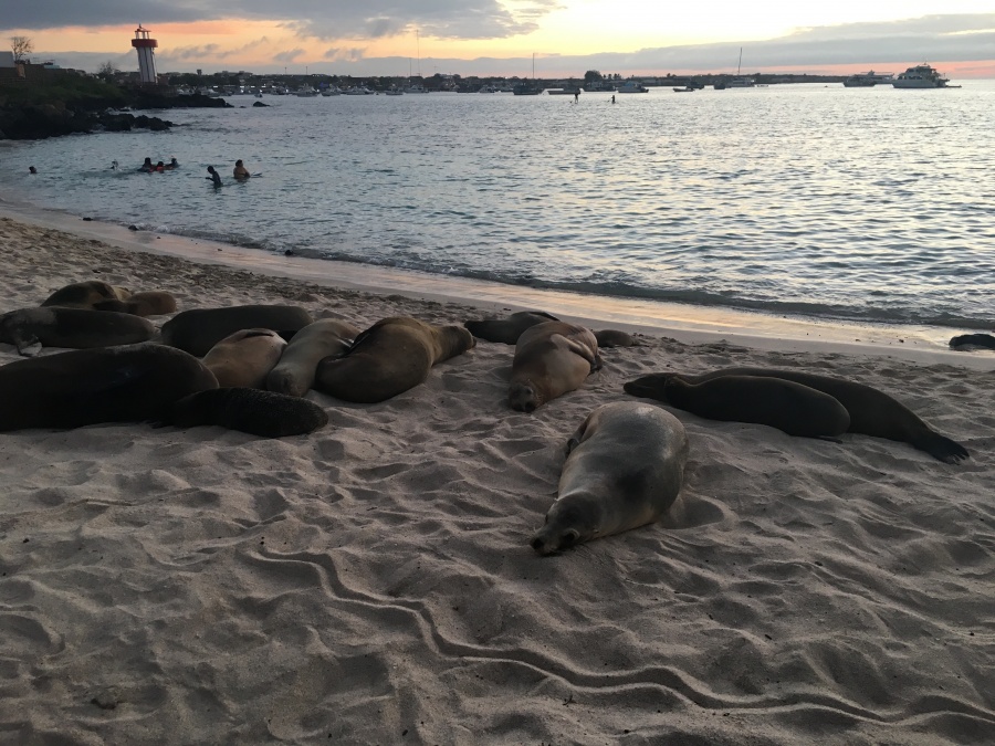 beach with 10 fur seals lying down