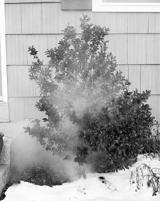 Burning Bush Burning Bush