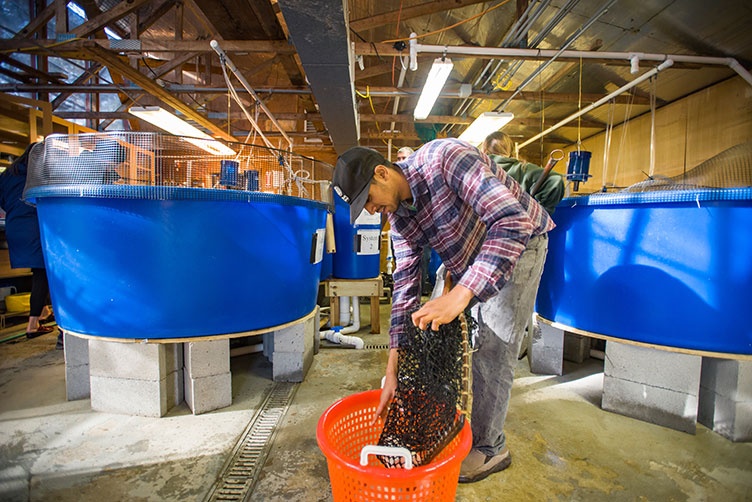 UNH student Ashu Roa empties the tilapia into a basket