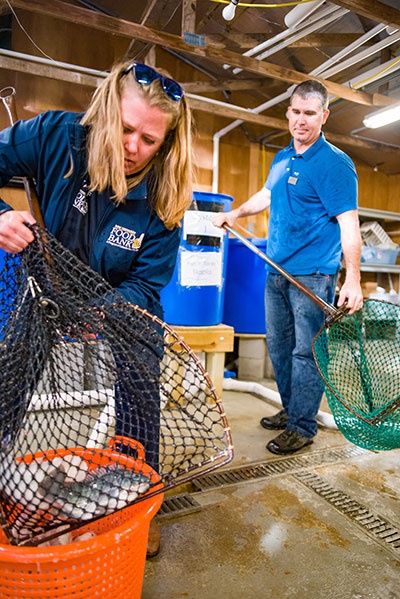 Todd Guerdat of UNH and Eileen Groll Liponis of N.H. Food Bank harvest tilapia