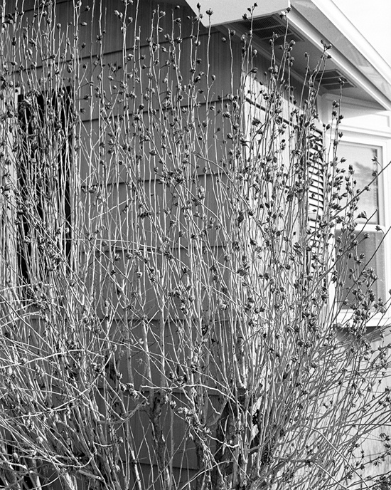 Rose of Sharon Rose of Sharon