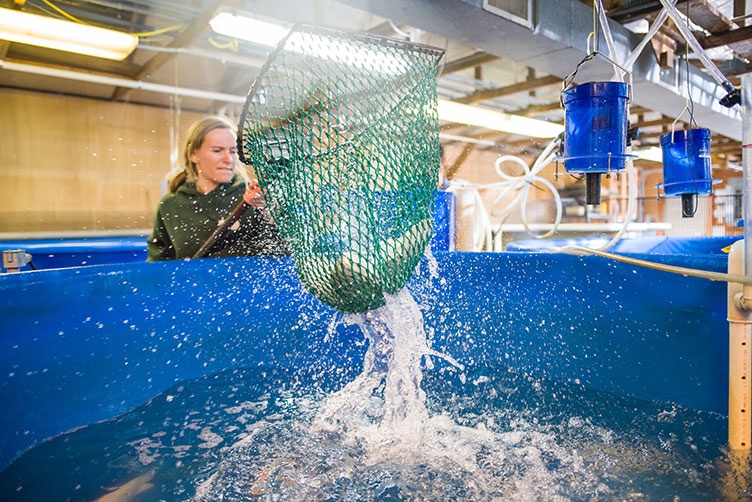 UNH student Ana Devitto harvests tilapia
