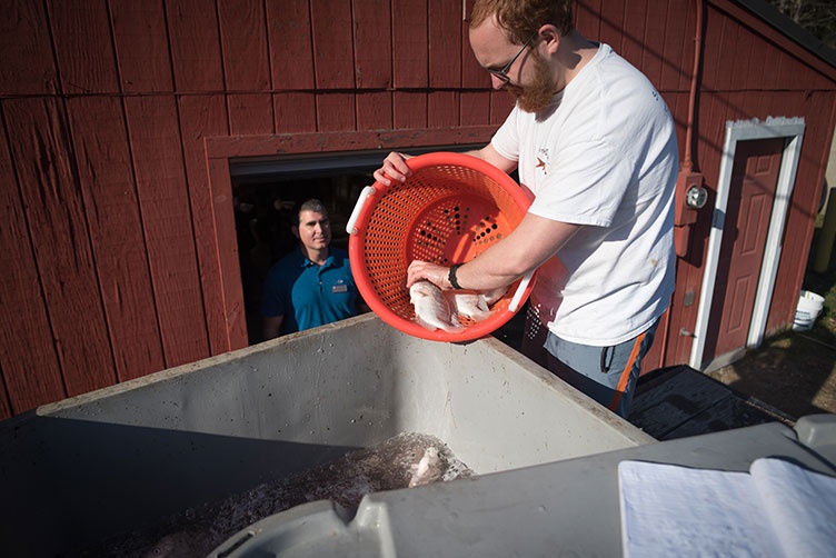 a man places UNH donated tilapia in a truck