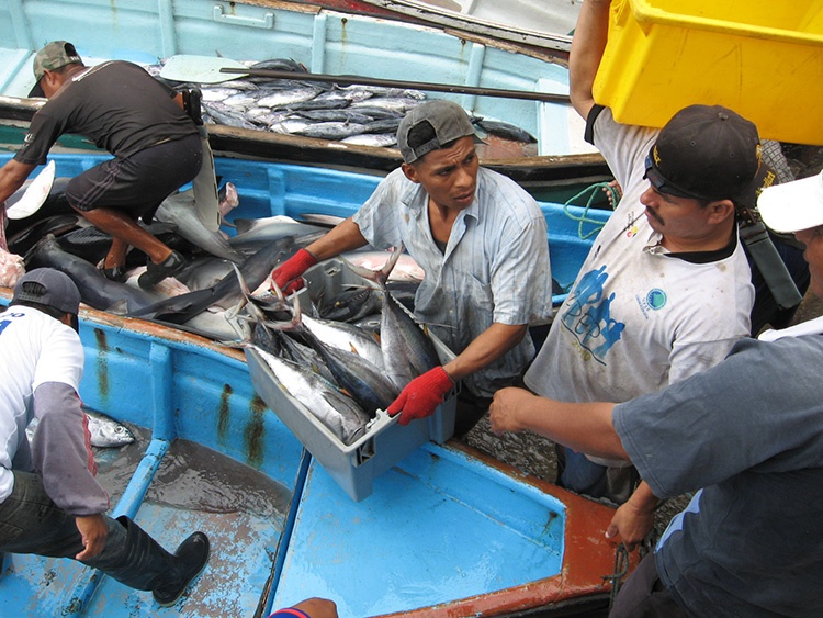 men unloading fish in a boat